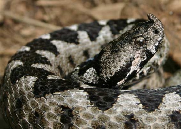 vipera italiana