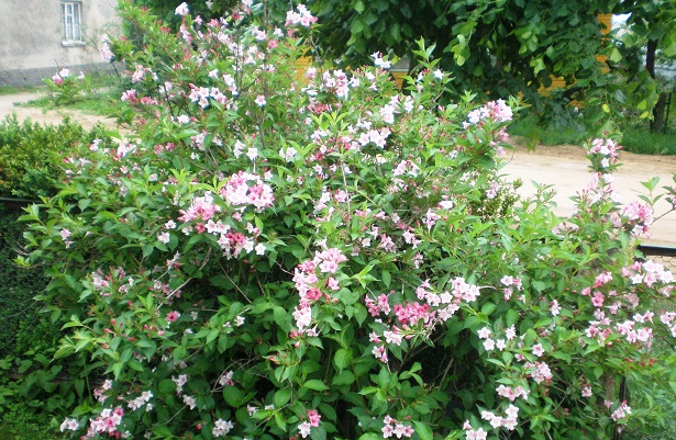 weigelia florida weigelia florida