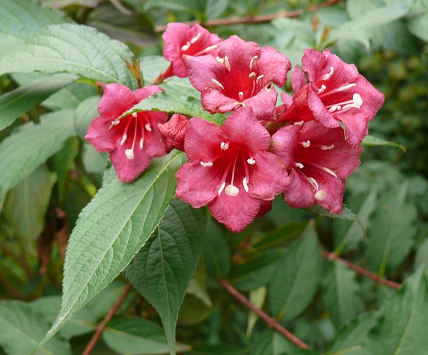 weigelia pianta weigelia pianta