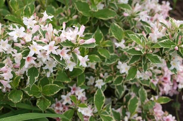 Weigela florida Variegata Weigela florida Variegata