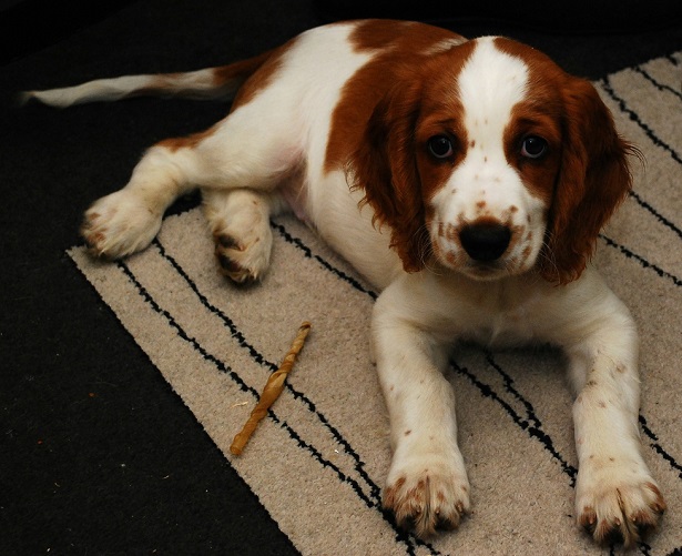 cucciolo di welsh springer spaniel cucciolo di welsh springer spaniel