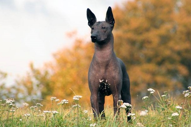 xoloitzcuintle xoloitzcuintle