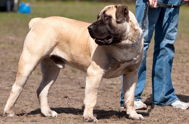 Boerboel