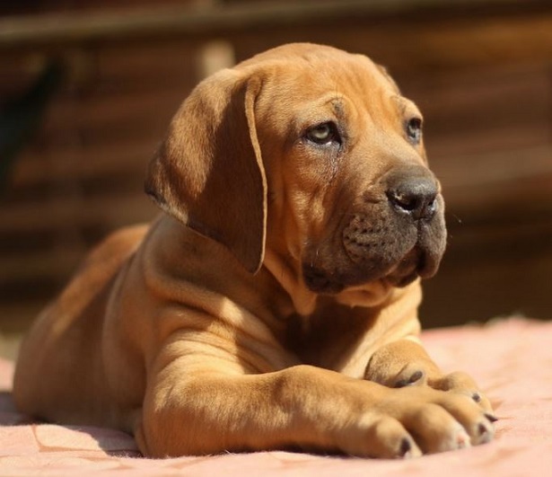 Boerboel