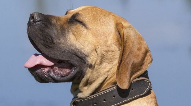 Boerboel