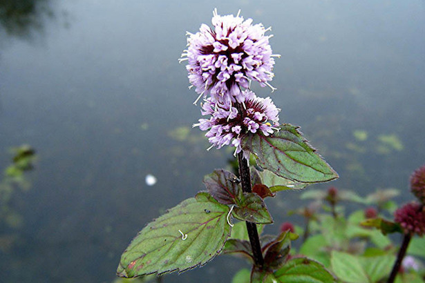 Menta acquatica