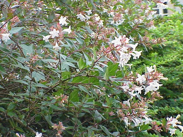 pianta di abelia 