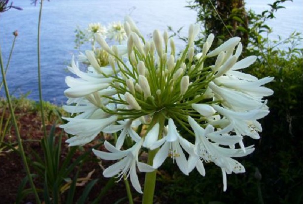 agapanthus agapanthus