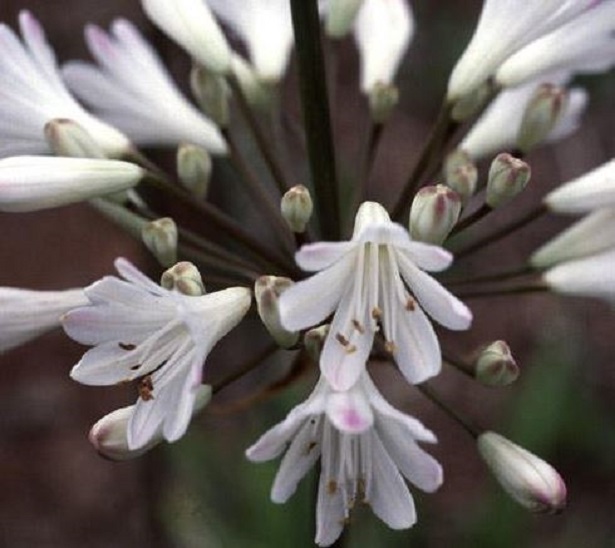 agapanthus bianco agapanthus bianco