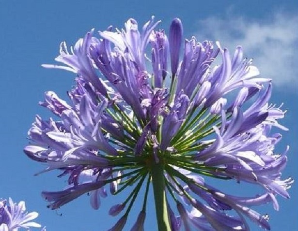 agapanthus blu