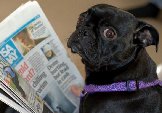 annunci su animali domestici