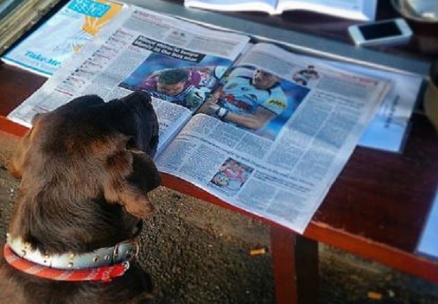 annunci su animali domestici