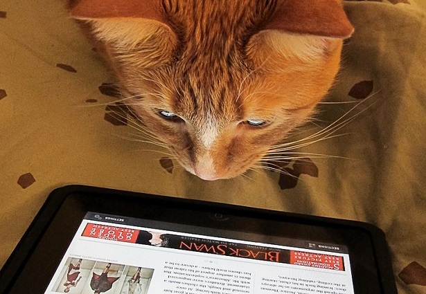 annunci su animali domestici annunci su animali domestici