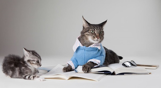 annunci su animali domestici annunci su animali domestici