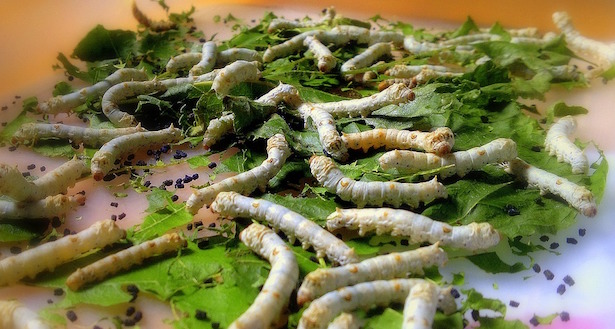 bachicoltura in italia