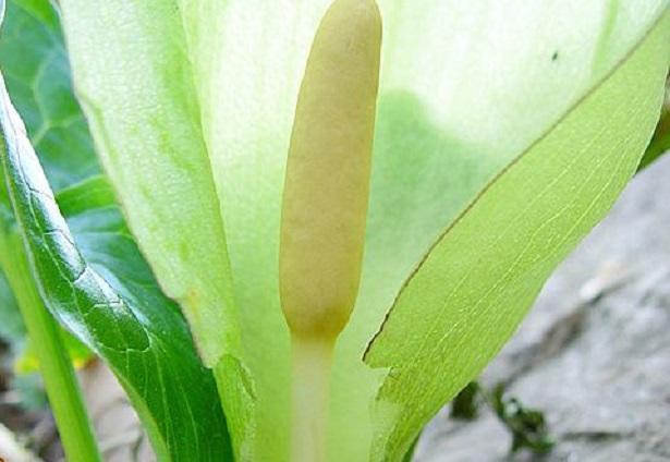 calla selvatica 