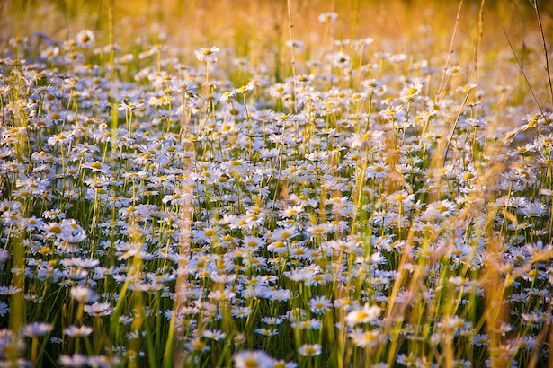 camomilla olio essenziale