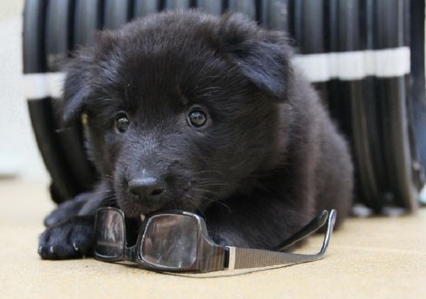 Cane da pastore belga nero