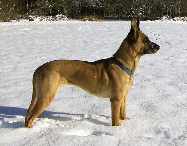 Cane da Pastore Belga: carattere