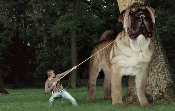 cane più grande del mondo