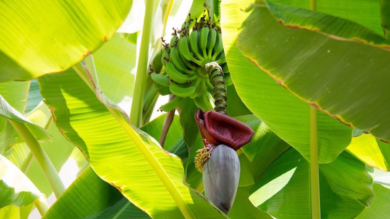 Coltivare Il Banano La Guida Idee Green