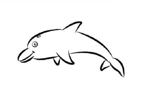 delfini del mediterraneo da colorare