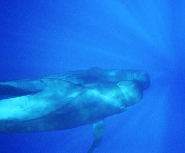 delfini del mediterraneo globicefalo