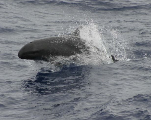 delfini del mediterraneo pseudo orca delfini del mediterraneo pseudo orca