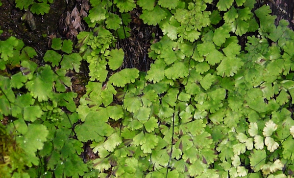 erbe piante rimedi naturali