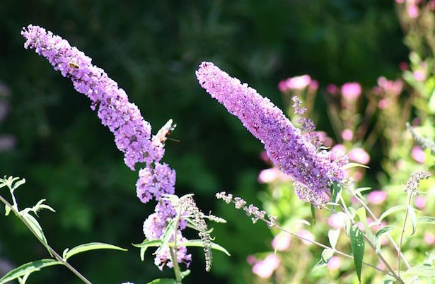 fiori per attirare farfalle