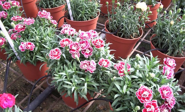 garofani varieta moltiplicazione