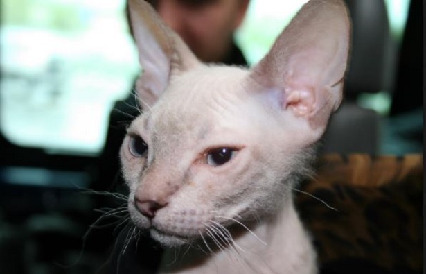 gatti senza pelo donsfinks
