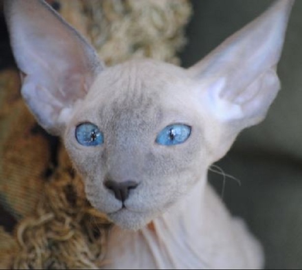 gatti senza pelo peterbald