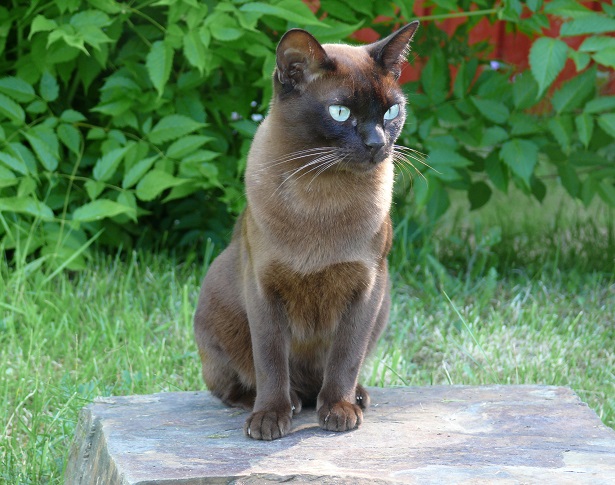gatto burmese gatto burmese