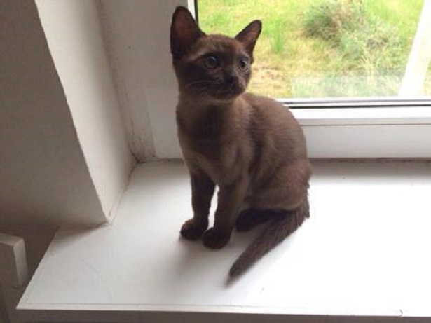 gatto burmese Idee Green