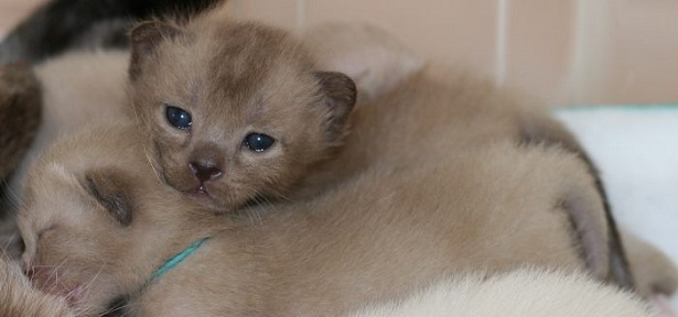 gatto burmese gatto burmese