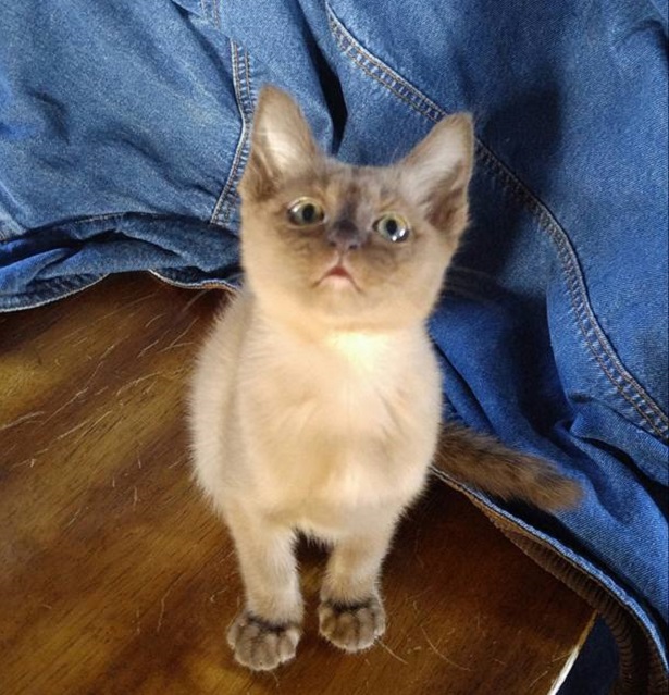 gatto burmese gatto burmese