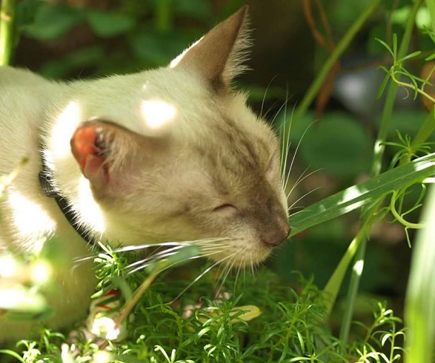 gatto burmese gatto burmese