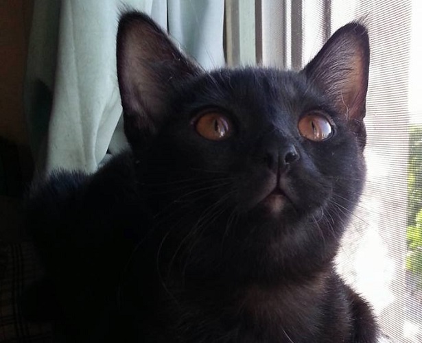 gatto burmese gatto burmese