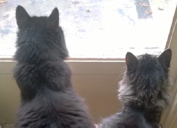 Gatto delle foreste norvegesi: allevamenti