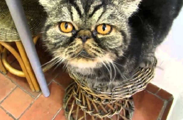 gatto exotic shortair gatto exotic shortair