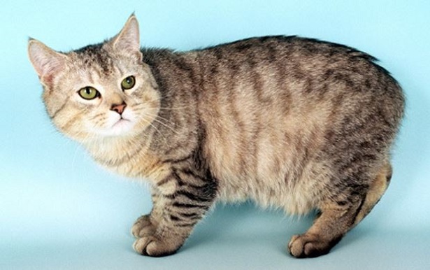 gatto manx 