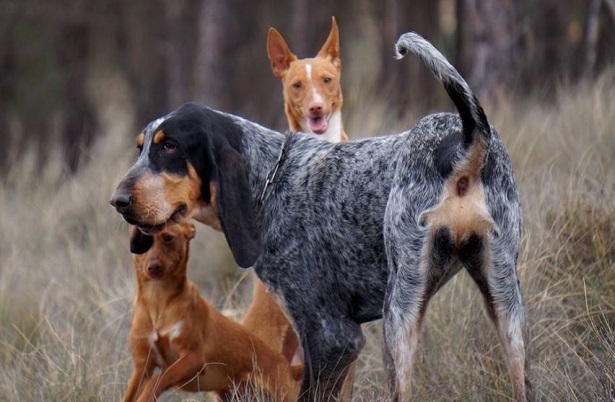 grand bleu de gascogne