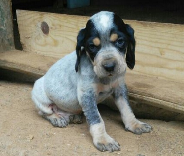 grand bleu de gascogne