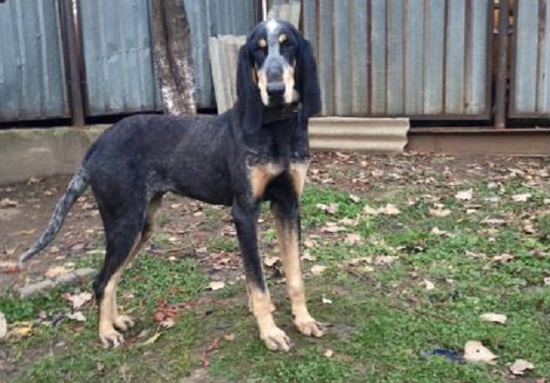 grand bleu de gascogne