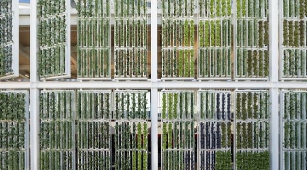 idroponica fai da te idroponica fai da te