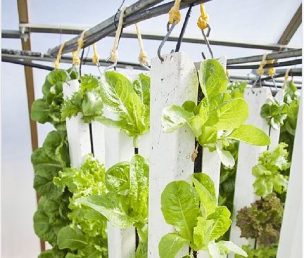 idroponica fai da te idroponica fai da te