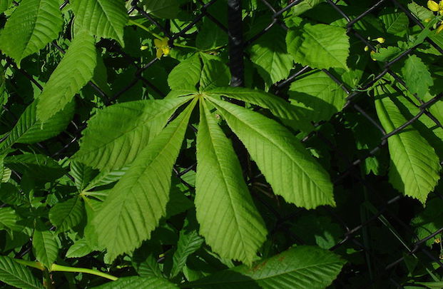 ippocastano proprietà