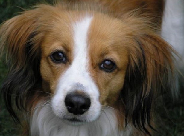 kooikerhondje