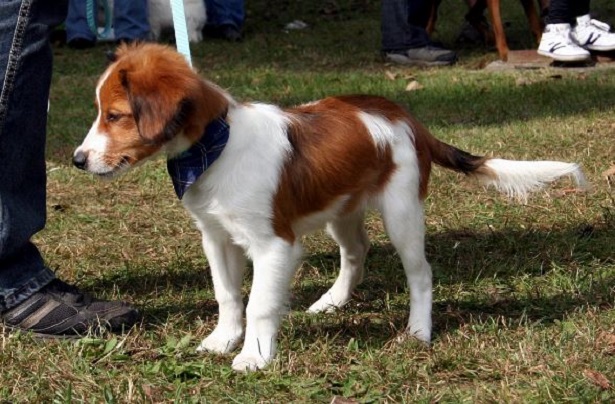 kooikerhondje